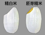 精白米/胚芽精米