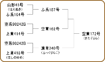 きたくりんの系図 きたくりんの系図