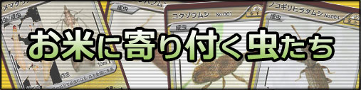 お米に寄り付く虫たち