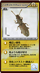 ノコギリヒラタムシ