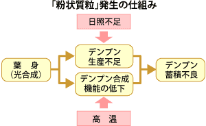 粒状質粉発生の仕組