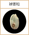 被害粒（着色粒）