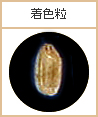 着色粒