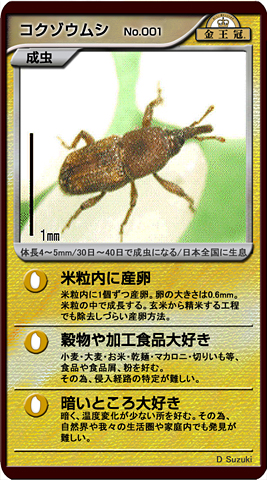 コクゾウムシ