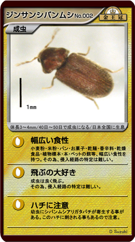 ジンサンシバンムシ
