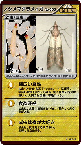 ノシメマダラメイガ