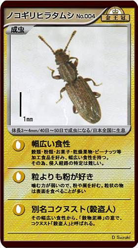 ノコギリヒラタムシ